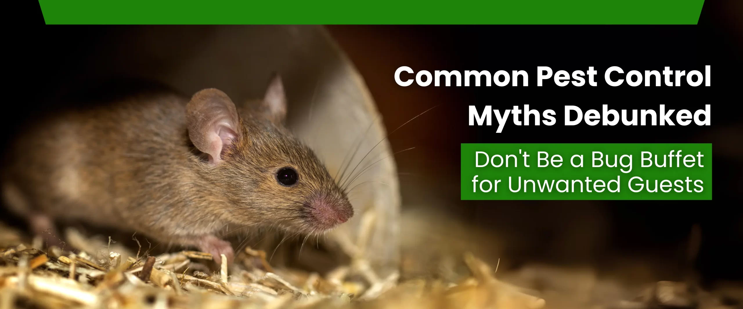 Common Pest Control Myths Debunked