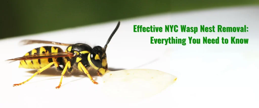 Effective NYC Wasp Nest Removal: Everything You Need to Know