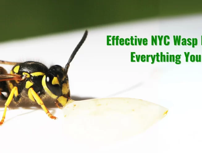 Effective NYC Wasp Nest Removal