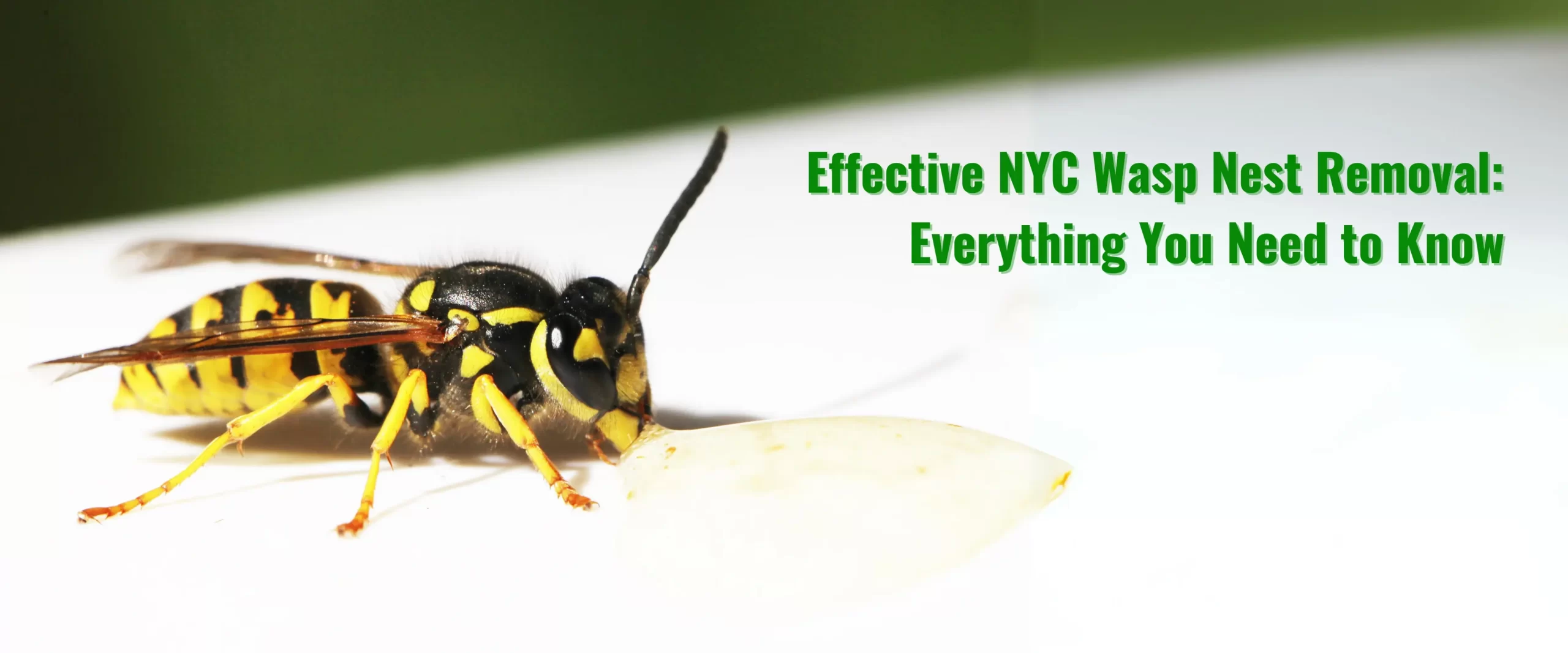 Effective NYC Wasp Nest Removal