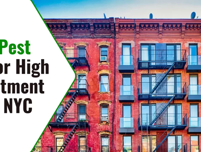Effective Pest Control for High Rise Apartment Buildings NYC