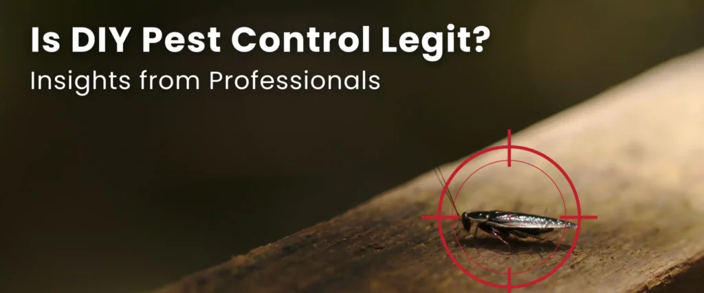 Is DIY Pest Control Legit? Insights from Professionals