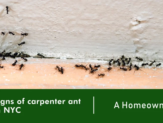 Identifying signs of carpenter ant infestation in NYC