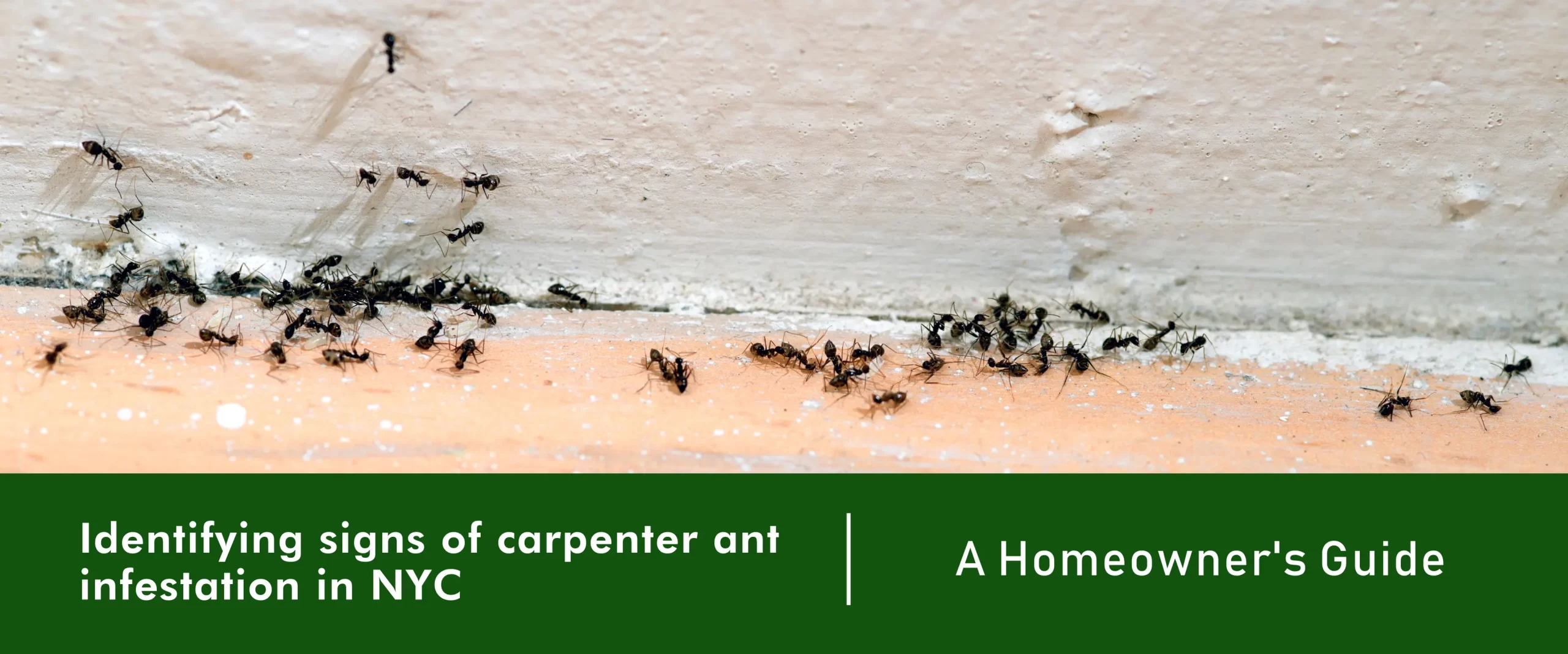 Identifying signs of carpenter ant infestation in NYC