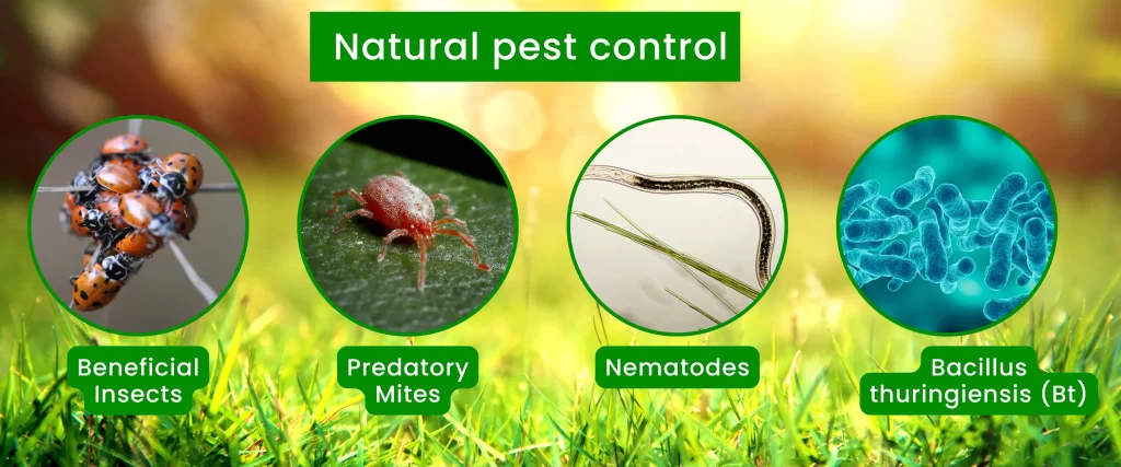 Natural pest control