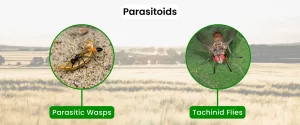 Pests Parasitoids