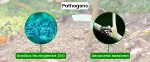 Pests Pathogens