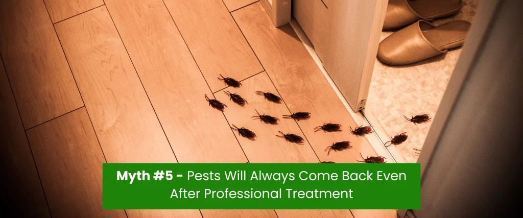 Pests comeback after professional pest treatment