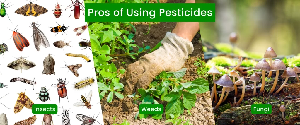 Pros of Using Pesticides