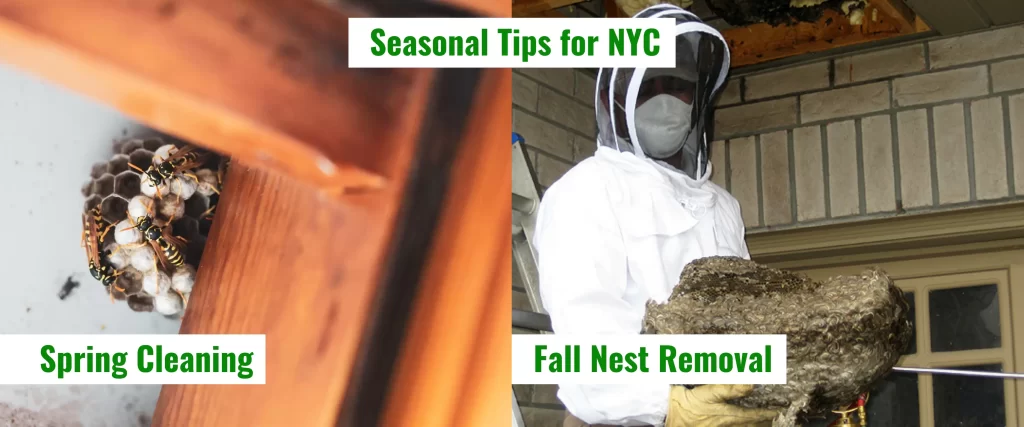 Seasonal Tips for wasp Removal NYC