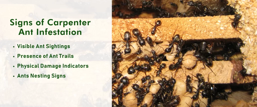 Signs of Carpenter Ant Infestation