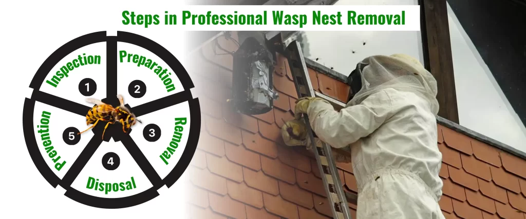 Steps in Professional Wasp Nest Removal