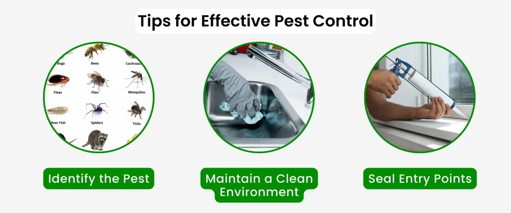 Tips for Effective Pest Control