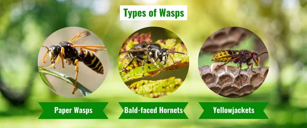 Types of Wasps