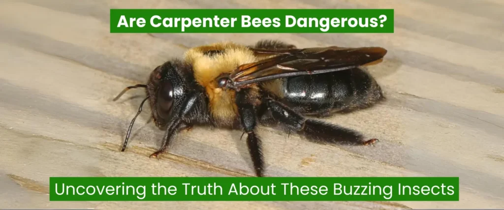 Are Carpenter Bees Dangerous? Uncovering the Truth About Buzzing Insects
