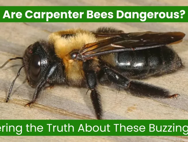 Are Carpenter Bees Dangerous
