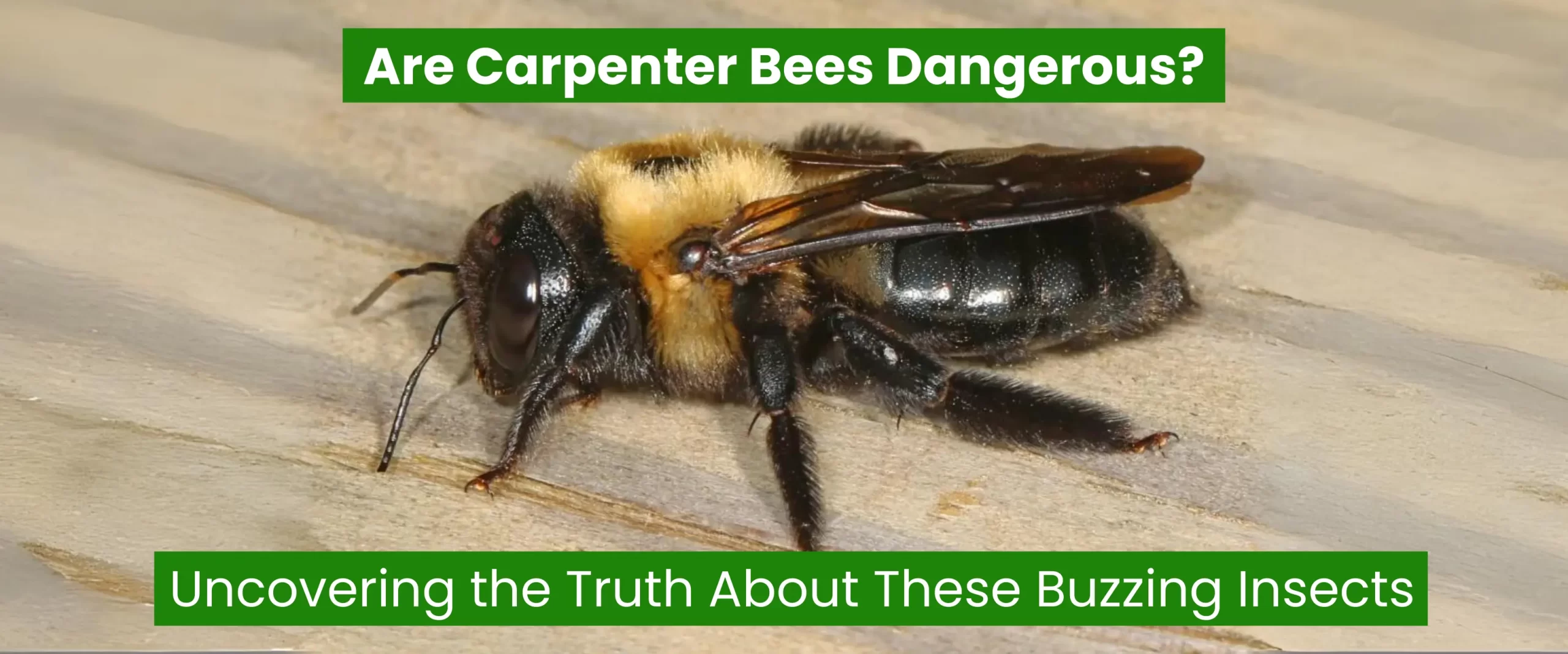 Are Carpenter Bees Dangerous