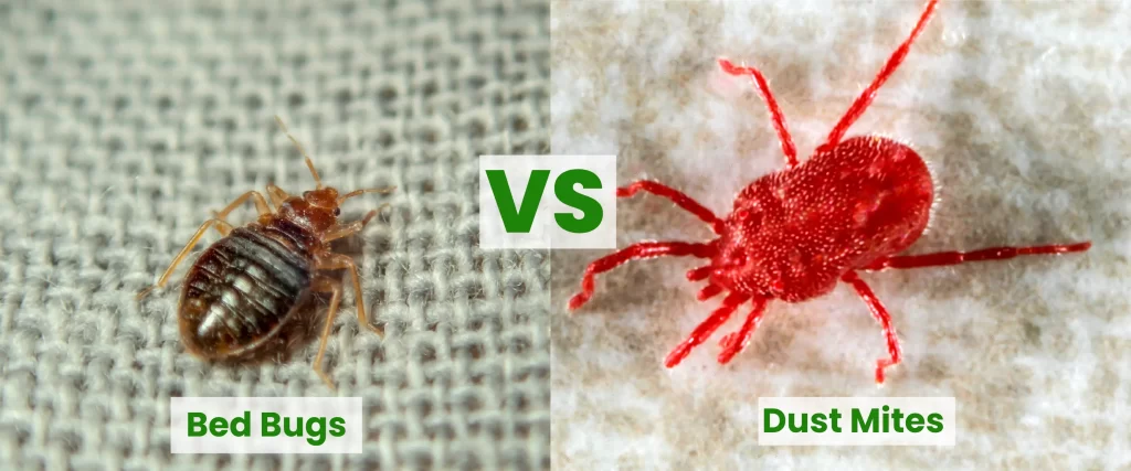 Bed Bug vs Dust Mites