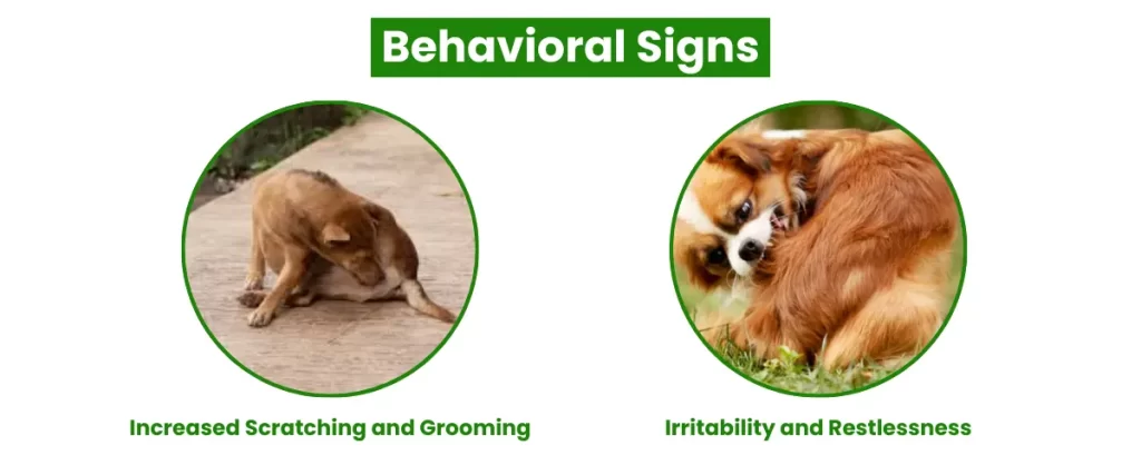 Behavioral Signs of fleas