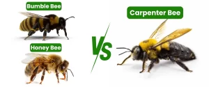 Carpenter bess vs other bees