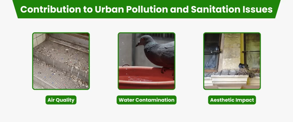 pigeons Contribution to Urban Pollution and Sanitation Issues