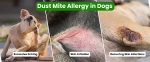 Dust Mite Allergy in dogs