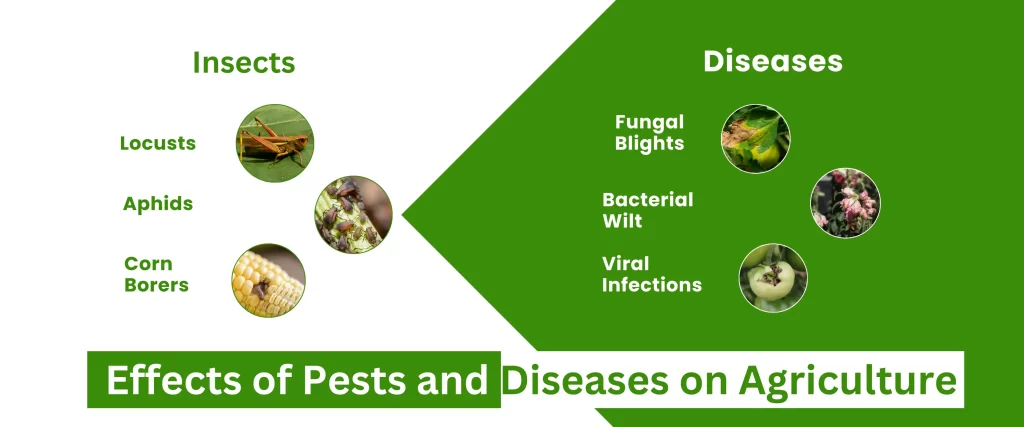 Effects of Pests and Diseases on Agriculture