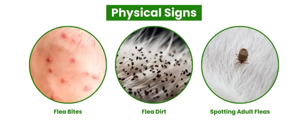 Fleas Physical Signs