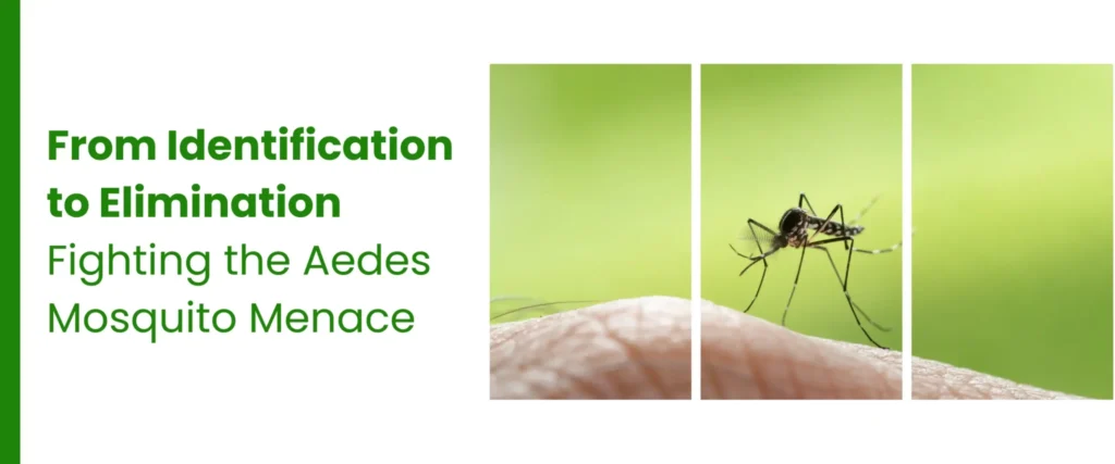From Identification to Elimination: Fighting the Aedes Mosquito Menace