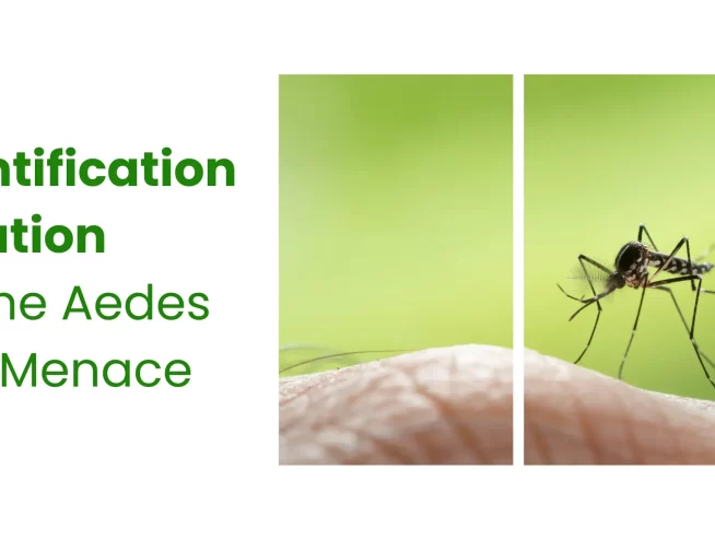From Identification to Elimination Fighting the Aedes Mosquito Menace