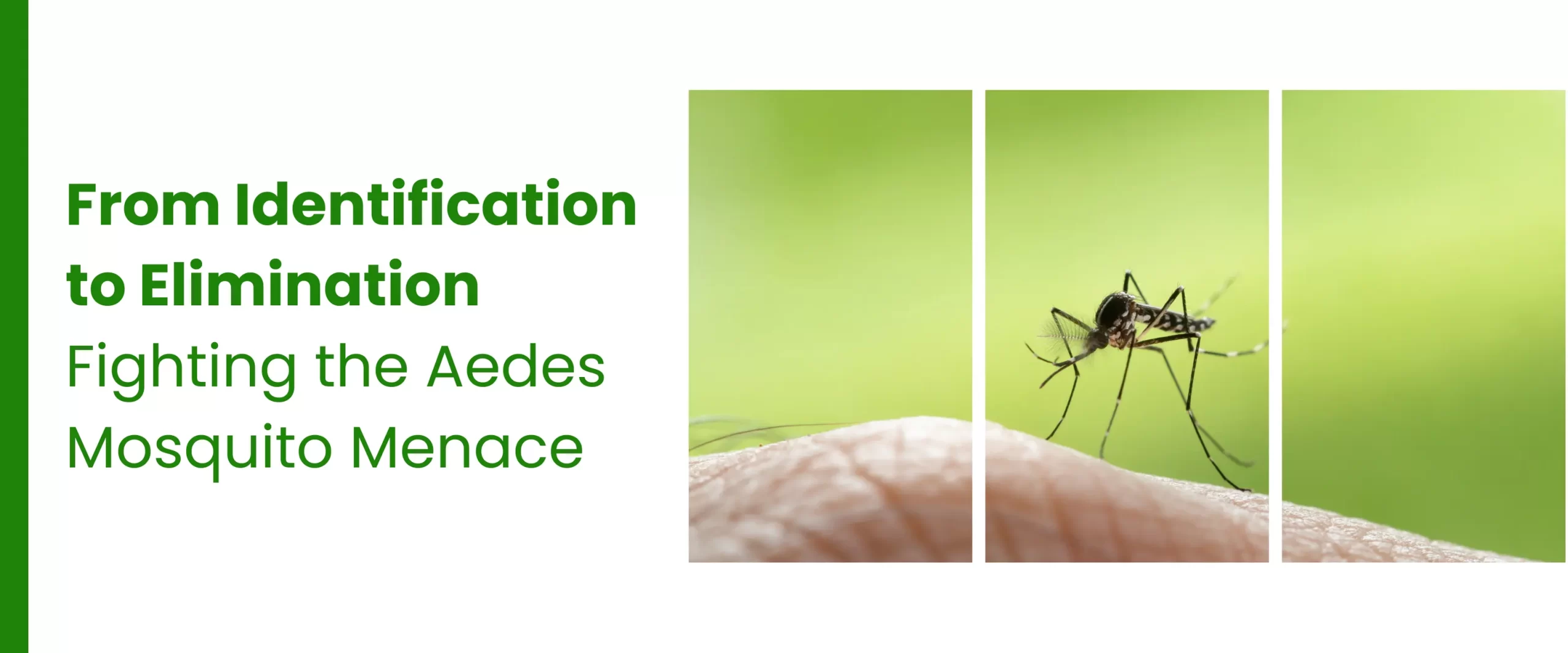 From Identification to Elimination Fighting the Aedes Mosquito Menace