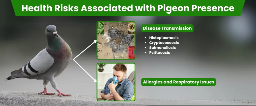 Health Risks Associated with Pigeon Presence