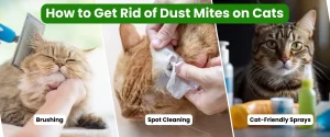 How to get rid of Dust Mites on cats