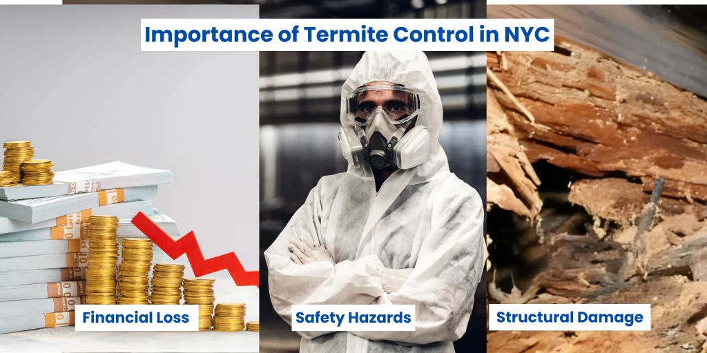 Importance of Termite Control NYC