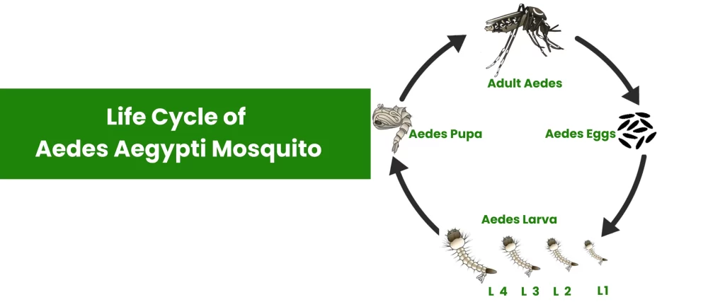 Life Cycle of Aedes Aegypti Mosquito