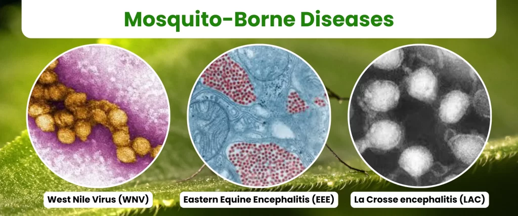 Mosquito-Borne Diseases in New York