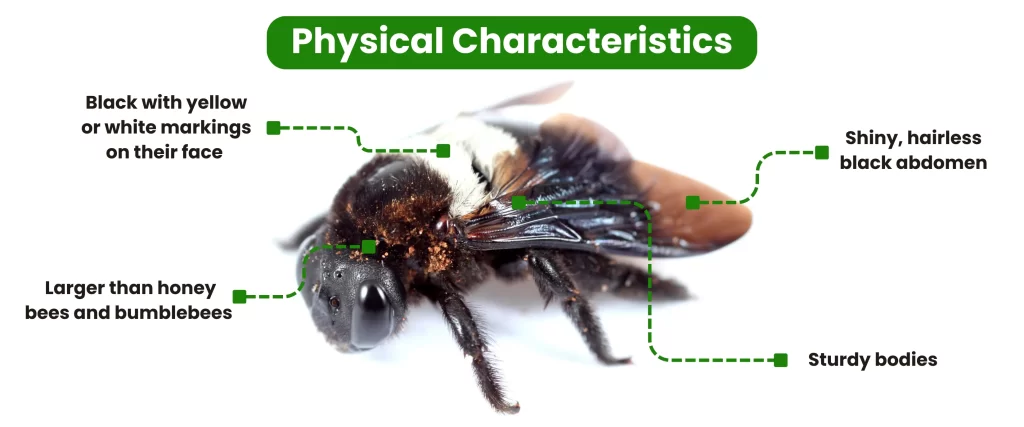 Physical Characteristics of carpenter bees