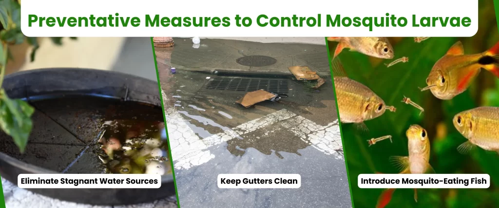 Preventative Measures to Control Mosquito Larvae