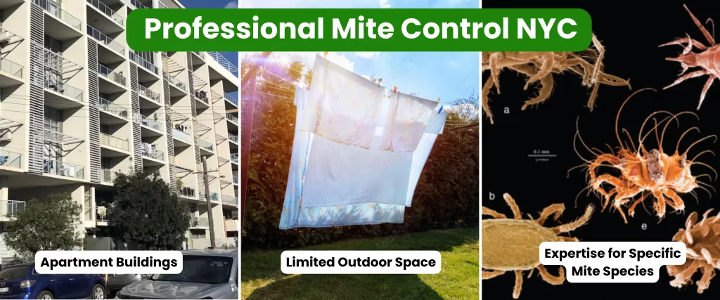 Professional Mite Control NYC