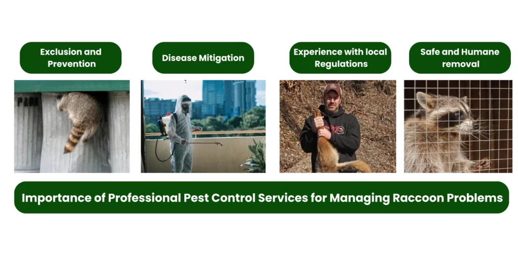 Professional Pest Control Services for Managing Raccoon Problems