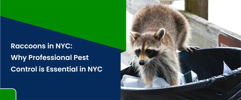 Raccoons in NYC: Why Professional Pest Control is Essential in NYC
