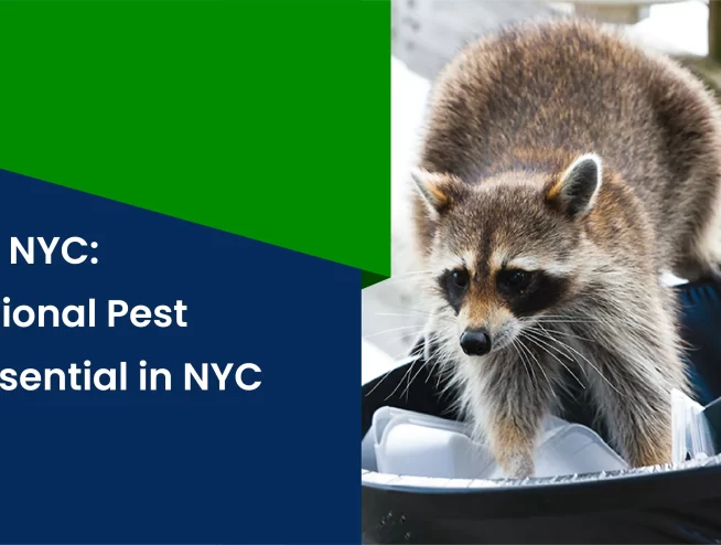 Racoons in NYC