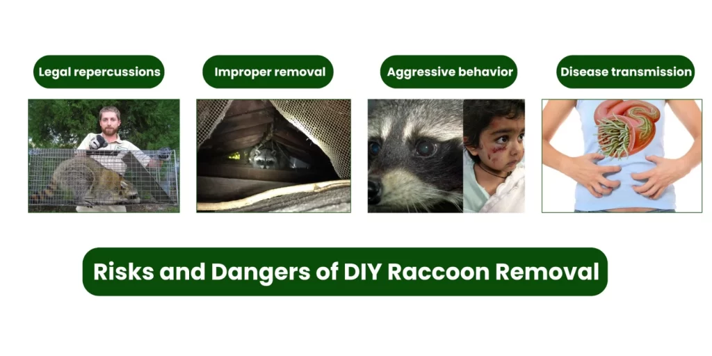 Risks and Dangers of DIY Raccoon Removal