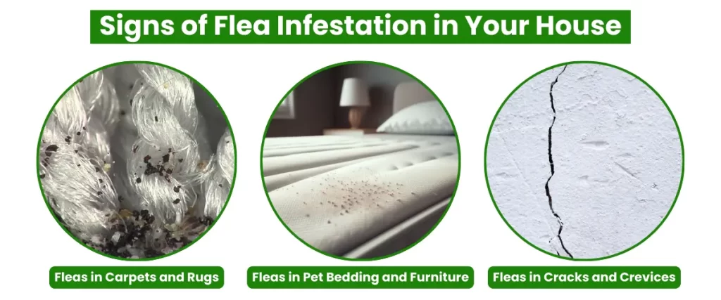 Signs of Flea Infestation in Your House