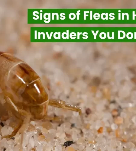 Signs of Fleas in House The Itchy Invaders You Don't Want to Miss