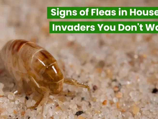 Signs of Fleas in House The Itchy Invaders You Don't Want to Miss