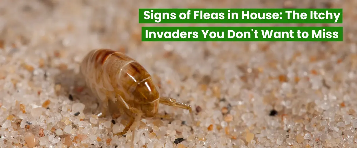 Signs of Fleas in House: The Itchy Invaders You Don't Want to Miss ...