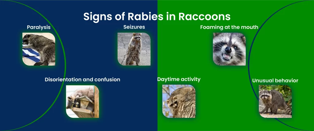 Signs of Rabies in Racoons