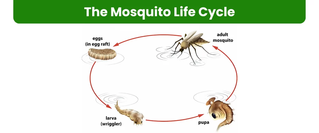 The Mosquito Life Cycle