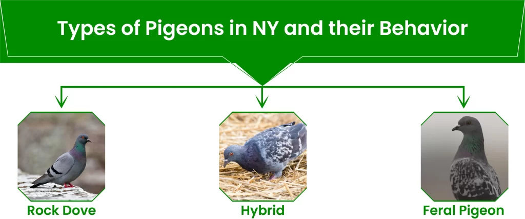 Types of Pigeons in NY and their Behavior